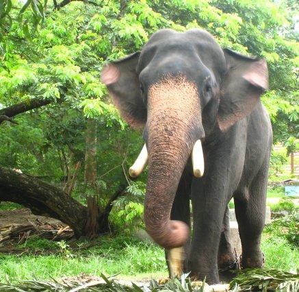 An Elehant at Guruvayoor