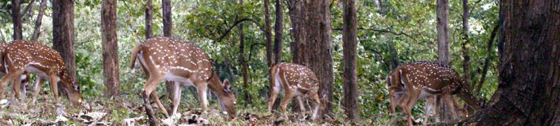 Deers in Parambikulam