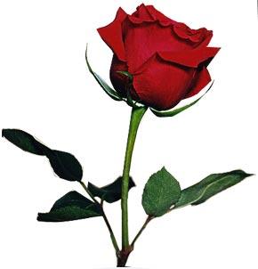 red rose for valentine