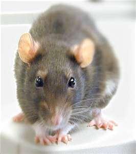 Rat fever – causes and preventions