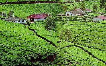 Munnar