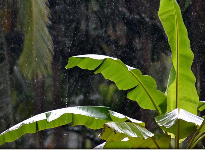 Kerala Monsoon