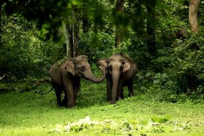 Wayanad wildlife Sanctuary - Tourism