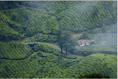 Munnar in Monsoon