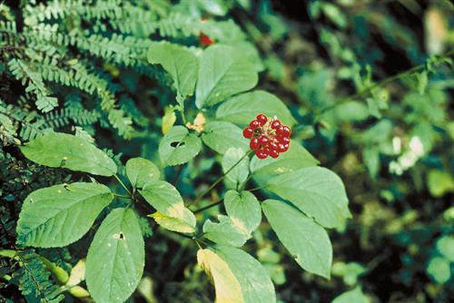 Ginseng to get slim