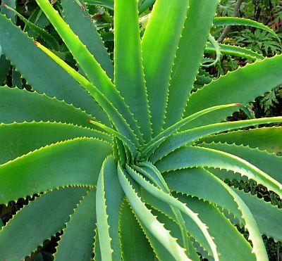 Aloe vera -the best herbal medicine