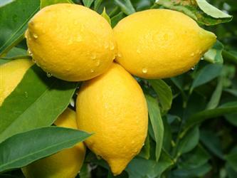 lemon