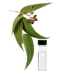 Eucalyptus oil