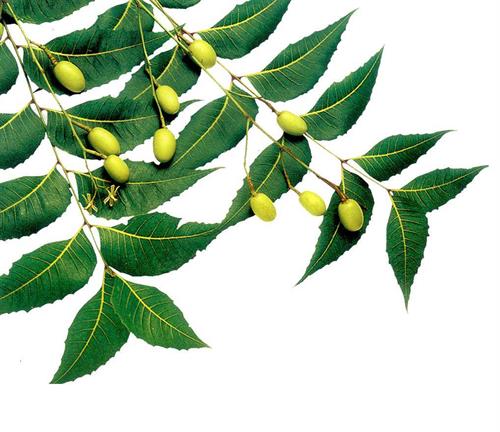 neem oil