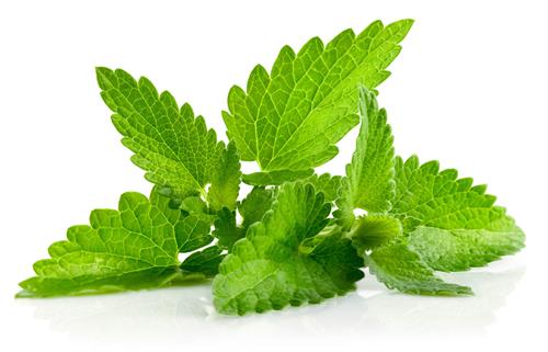 mint leaf