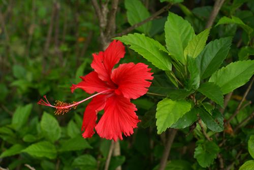 hibiscus rosasinensis