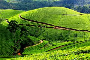 Munnar - romantic destination of Kerala