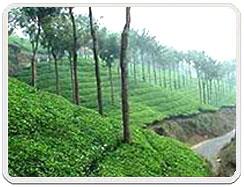 Peermedu - The most romantic destination place of Kerala.