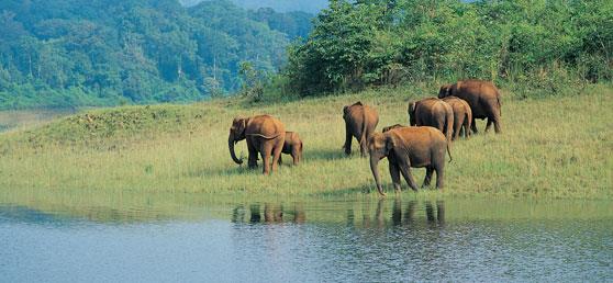 Periyar wildlife sanctuary