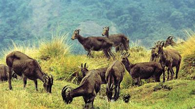 eravikulam national park