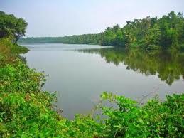 Fauna at Sasthankotta Lake