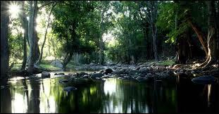 Mangrove Forest