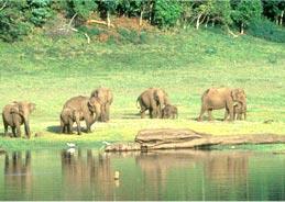 wildlife-in-kerala