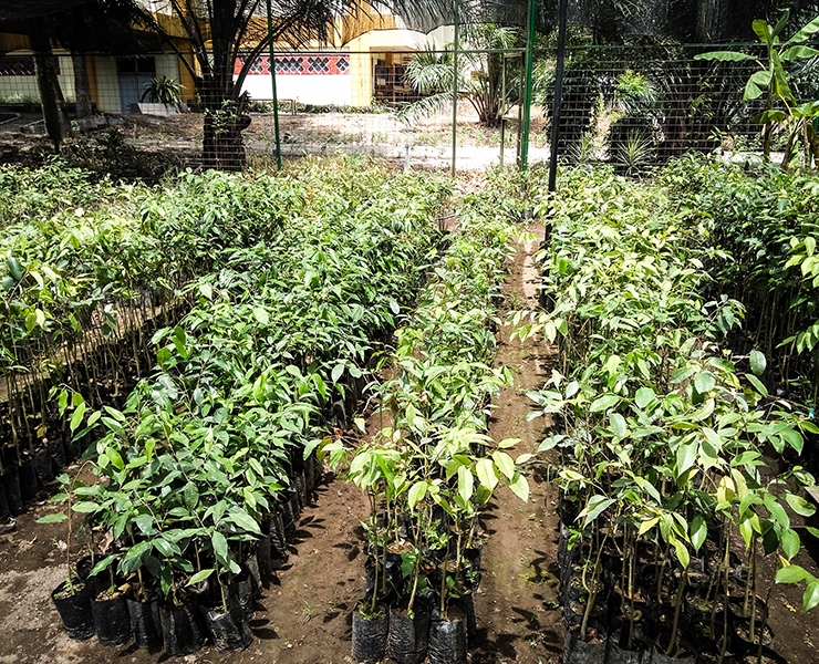 Agarwood Plantation