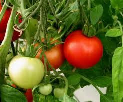 Tomato plant