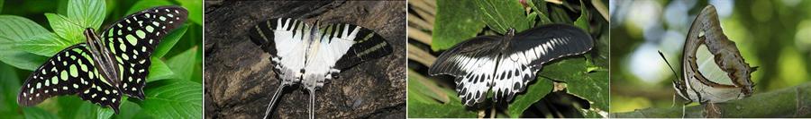 Butterflies at Malabar Wildlife Sanctuary