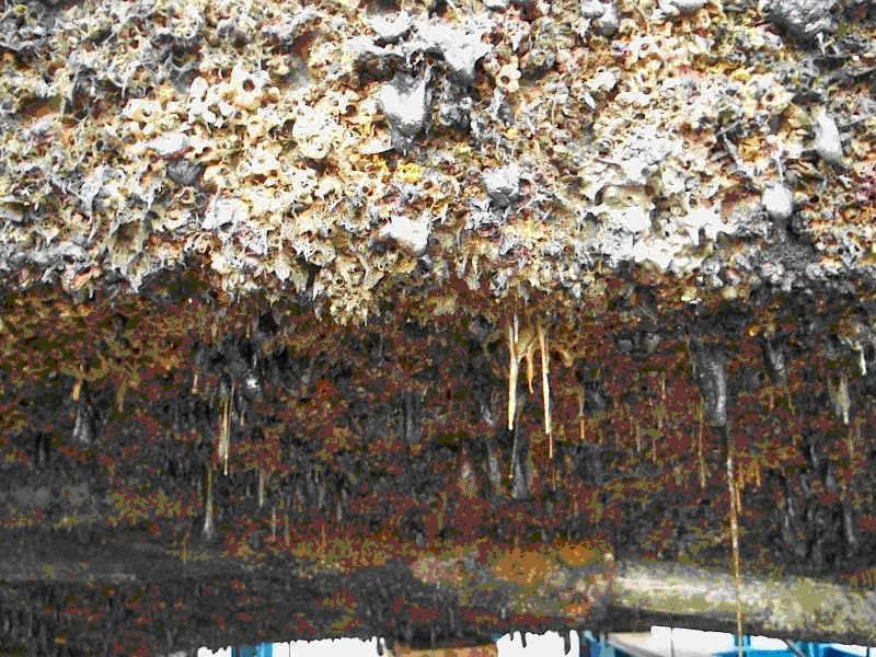 Badly fouled hull