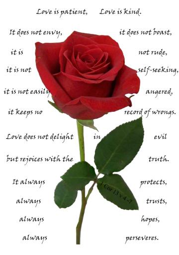 quotes on rose day. Valentine It#39;s a day filled