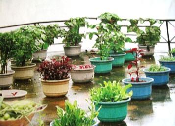 kitchen garden