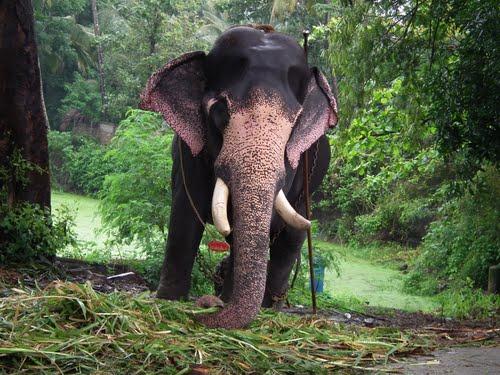 elephant in punnathur kotta